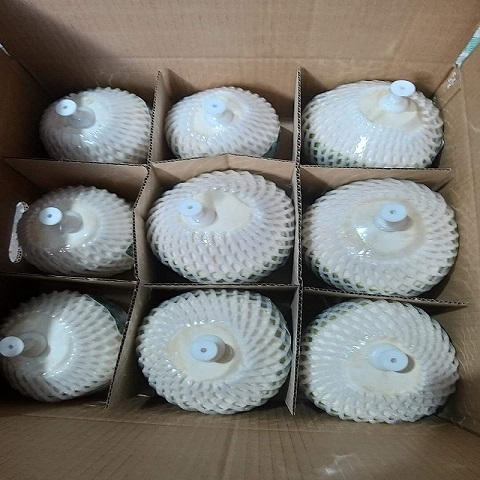 FRESH COCONUT BRIX 7-10% IN VIETNAM